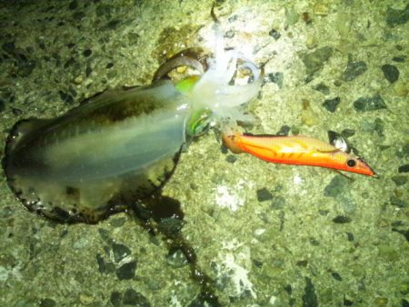 明石近辺のアオリ終わってしまったの？